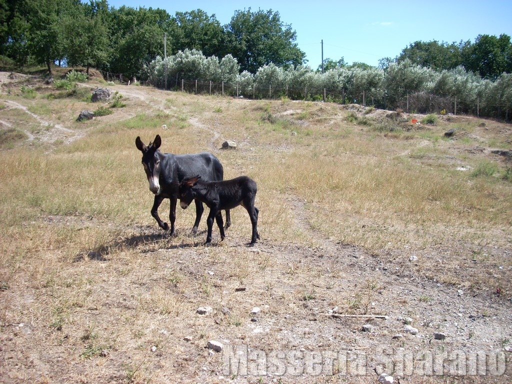 gli asinelli masseria sparano