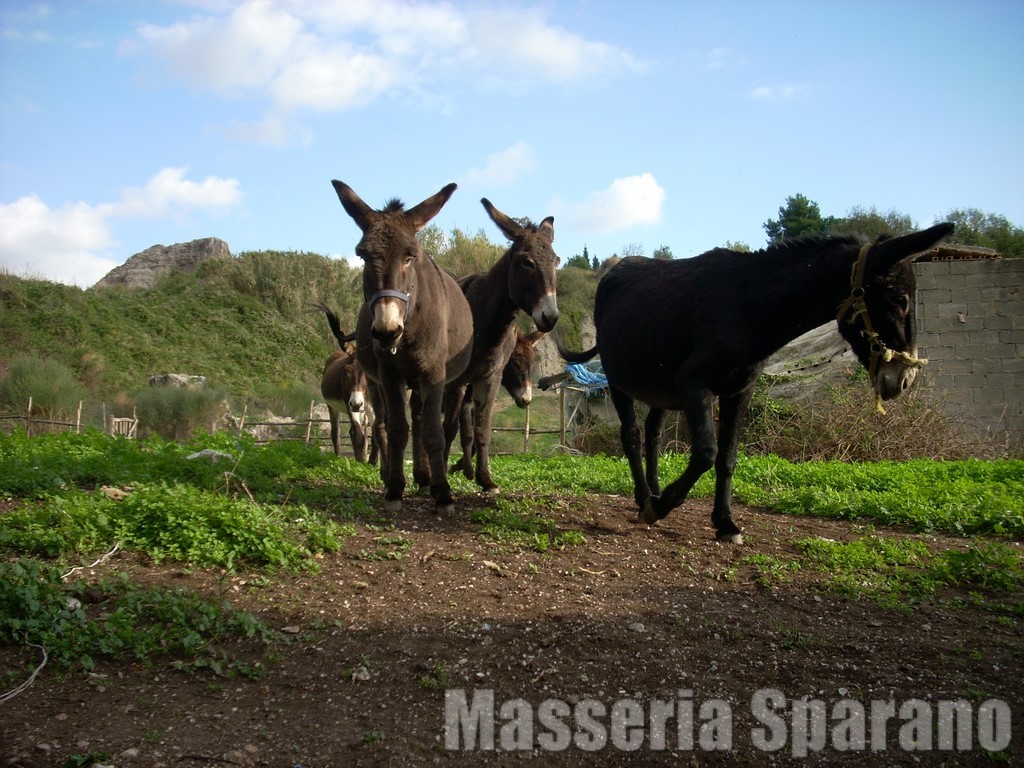 gli asinelli della masseria sparano