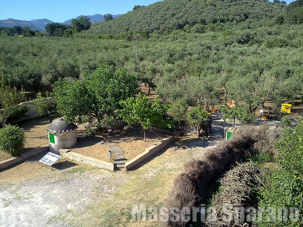gli oliveti della masseria sparano