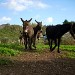 gli asinelli della masseria sparano