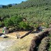 gli oliveti della masseria sparano